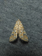 Elophila icciusalis