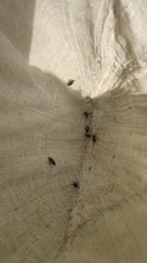 Phyllopertha horticola