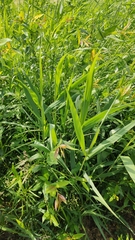 Phragmites australis