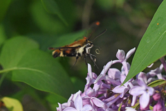 Hemaris aethra