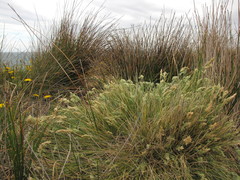 Poa astonii