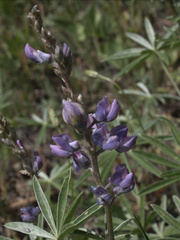 Lupinus caudatus