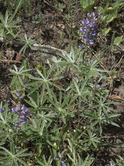 Lupinus caudatus
