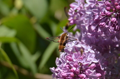 Hemaris aethra