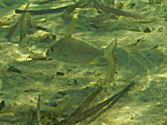 Western Yellowfin Bream photo 4