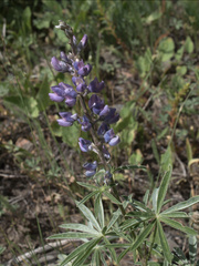 Lupinus caudatus