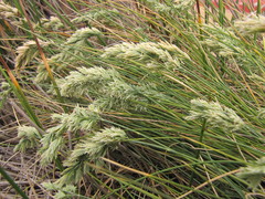 Poa astonii