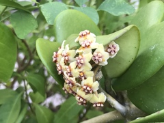Hoya kerrii