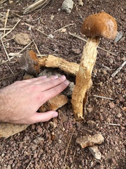 Battarrea phalloides