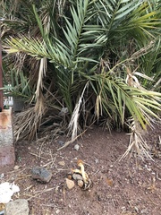 Battarrea phalloides