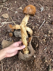 Battarrea phalloides
