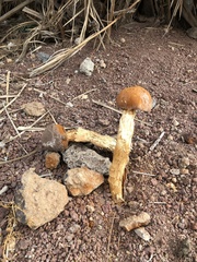 Battarrea phalloides