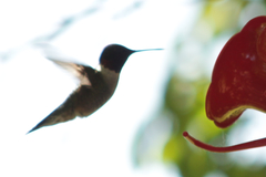 Archilochus colubris