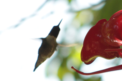 Archilochus colubris