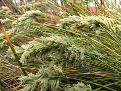 Poa astonii