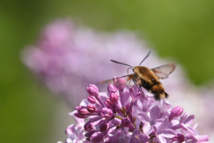 Hemaris aethra