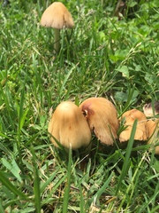 Coprinellus micaceus