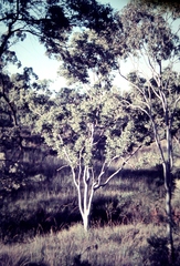 Corymbia aparrerinja