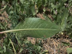 Wyethia helianthoides
