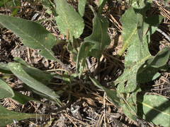 Wyethia helianthoides