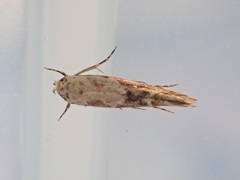 Mompha stellella