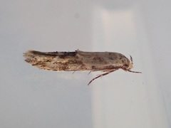 Mompha stellella