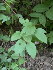 Clematis viorna
