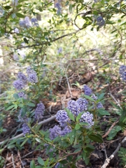 Ceanothus parvifolius