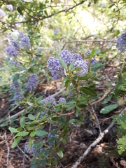 Ceanothus parvifolius