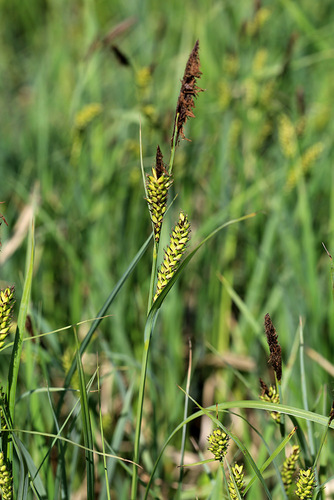 Carex rugulosa iNat (3)