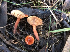 Lactarius eucalypti