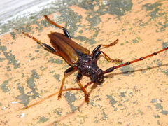 Andraegoidus rufipes