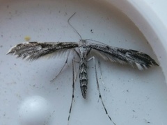 Hellinsia inquinatus