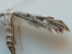 Hellinsia inquinatus