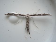 Hellinsia inquinatus