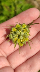 Crepis tectorum