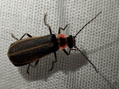 Podabrus brevicollis