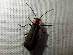 Podabrus brevicollis