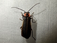 Podabrus brevicollis