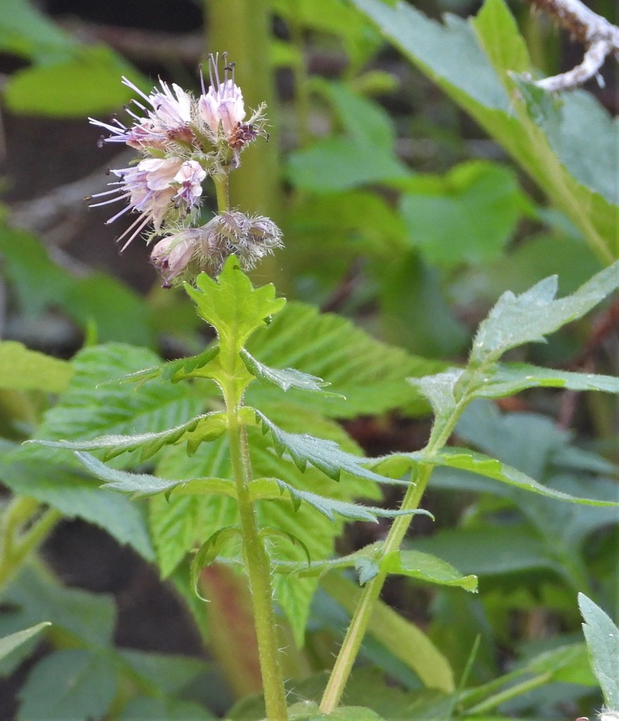 fendler-s-waterleaf-from-green-mountain-falls-co-usa-on-june-13-2020