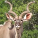 Spiral-horned Antelopes - Photo (c) Mia Johnson, some rights reserved (CC BY-NC), uploaded by Mia Johnson