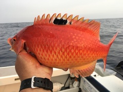 Bodianus unimaculatus