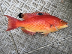 Bodianus unimaculatus