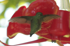 Archilochus colubris