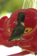 Archilochus colubris