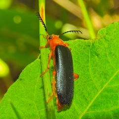 Neopyrochroa flabellata