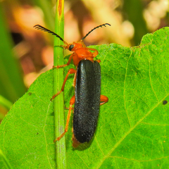Neopyrochroa flabellata