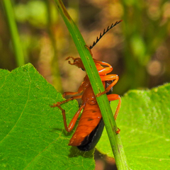 Neopyrochroa flabellata