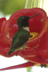 Archilochus colubris