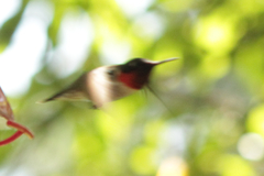 Archilochus colubris